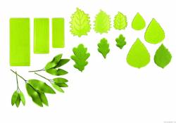 Blattläuse am Laub 9 Stück