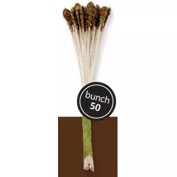 Pestícies – braune Lilien 50 Stück