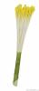 Pestíky – gelbe Lilien, 50 Stück