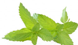 Gewürzpaste Minze (200 g)