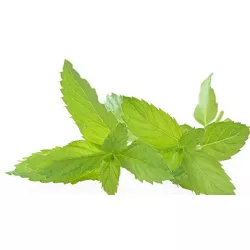 Gewürzpaste Minze (200 g)