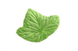 Vein-Queller Blatt Foglia