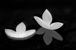 Filigran-Blatt Foglia 130x95mm