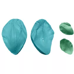 Blütenblatt der Blüte 5x3 cm