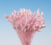 Rosenroter Straußbund