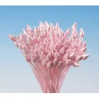 Rosenroter Straußbund