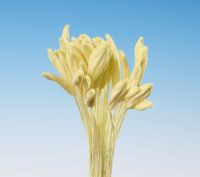 Pestíky Mečík, Gladiola gelb Bundles