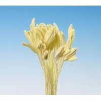 Pestíky Mečík, Gladiola gelb Bundles