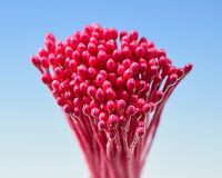 rote Petersilie Bundel