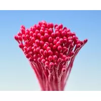 rote Petersilie Bundel