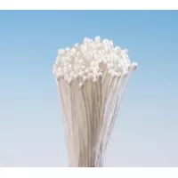 Weiße Petersilie Bund