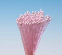 Rosenroter Straußbund