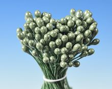 Perlmuttgrüne Fächerbundssträußel