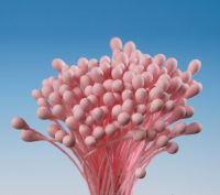 Pestíky rosa Bündel