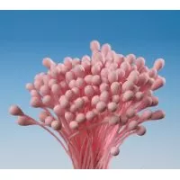 Pestíky rosa Bündel