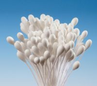 Weiße Petersilie Bund