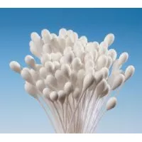 Weiße Petersilie Bund