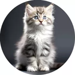 Essbares Papier kleines Kätzchen 19,5 cm