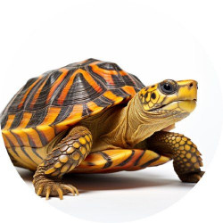 essbares Teelicht-Papier Schildkröte 19,5 cm