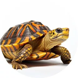 essbares Teelicht-Papier Schildkröte 19,5 cm