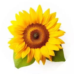 Ziebarer Sonnenblumenpapier 19,5 cm