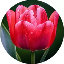 Essbares Papier Tulpe 19,5 cm