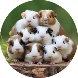 Essbares Papier des Meerschweinchens wird fotografiert 19,5 cm