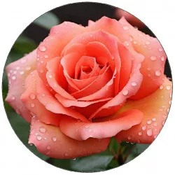 Essbares Papier mit Rosenmotiv 19,5 cm