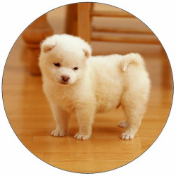 essbares Papier Welpe auf dem Boden 19,5 cm