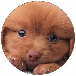 Essbares Hundepapier auf dem Kissen 19,5 cm