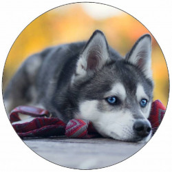Essbares Papier Welpe Husky liegt am Boden 19,5 cm