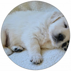 Essbares Papier Welpe Deutscher Boxer 19,5 cm