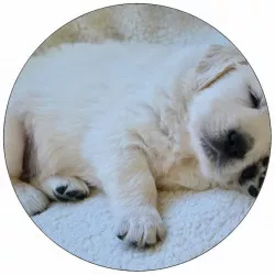 Essbares Papier Welpe Deutscher Boxer 19,5 cm