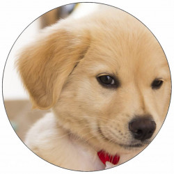 essbares Papier Hundewelpe mit Schleife 19,5 cm