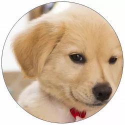 essbares Papier Hundewelpe mit Schleife 19,5 cm