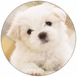 Essbares Papier Welpe Malteserhund 19,5 cm