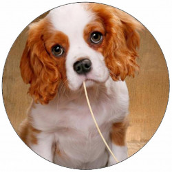 Essbares Hundepapier mit Spaghetti 9,5 cm