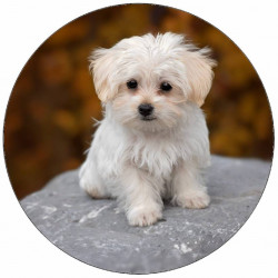 Essbares Papier Welpe auf Stein 19,5 cm