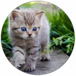 Essbares Papier-Kätzchen auf dem Bürgersteig 19,5 cm