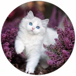 essbares Papier-Kätzchen mit blauen Augen 19,5 cm