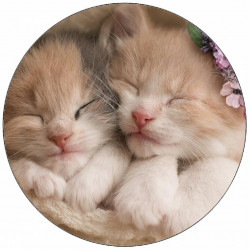 Essbares Papier süße Kätzchen 19,5 cm