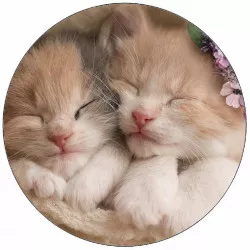 Essbares Papier süße Kätzchen 19,5 cm