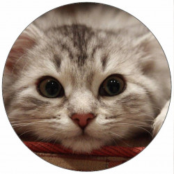 Essbares Papier liegendes Kätzchen 19,5 cm