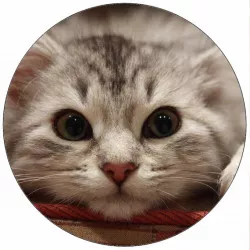 Essbares Papier liegendes Kätzchen 19,5 cm