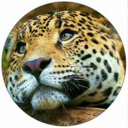 essbares Papier Jaguár 19,5 cm