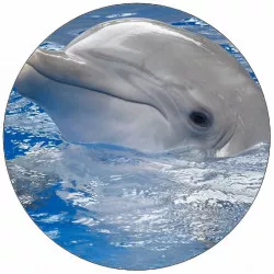 essbares Papier Delfin mit Kopf über der Wasseroberfläche 19,5 cm