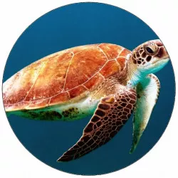 Essbares Papierreptil unter Wasser 19,5 cm