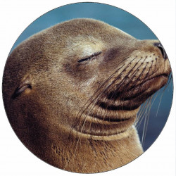 essbares Papier-Weltraumwal 19,5 cm