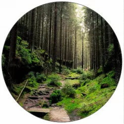 Essbares Papier Waldpfad 19,5 cm