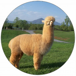 essbares Papier Lama 19,5 cm